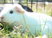 Pure white sow ready to leave