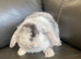 Mini lop litter. Ready 16th July