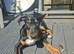 Doberman X English Bull Terrier