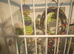 4 male budgies