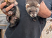 Ferrets for sale