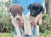 Minature jack russell puppies