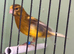Canaries