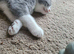 Bicolour British shorthair Kittens