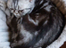 Bsh.kitten boy looking for new home now.