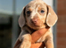 Miniature dachshund