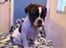 Reduced Stunning olde Tyme bulldogs
