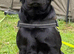BRUNO – The Labrador Who Lost His Home, Not His Heart