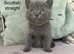 Scottish fold and straight kittens