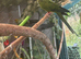 Rare Semi-Tame Nanday Conure for Sale