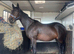 REDUCED Yearling jet black sports horse