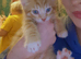 2 beautiful kittens available