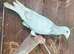 Racing Pigeons