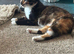 2 beautiful kittens ready to go