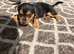 Jack russell puppies