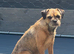 7 year old border Terrier girl