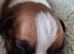 7 beautiful kc registered puppies