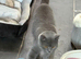 STUNNING BLUE BSH FEMALE CAT FOR SALE