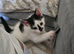4 adorable kittens for sale