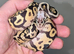 Clown Royal python hatchlings