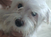 Maltese puppy
