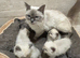 Pure Blue Pount Ragdoll Kittens 3 girls 2 boys (REDUCED)