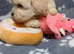 Multipoos puppies mix litter ready to go one boy one girl available