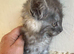 Half Maine Coon Kittens