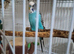 3 budgies need gone asap