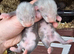 Ferret kits