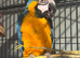 Blue and gold baby macaws ready soon