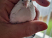 Button quail