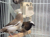 Bengalese finches