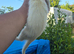 Stunning part angora ferret for sale