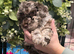 Extensively health tested f1b minature cockerpoos