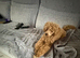 Apricot Toy poodle pup male
