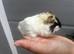 2 female guinea pig babies