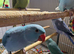 Female Double Factor Violet Opaline