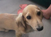 Miniature cream longhaired dachshund puppy
