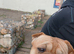 Frenchie pei french bulldog cross sharpei