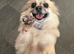 Gorgeous female Pomchi