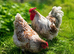 Wyandotte Chicks