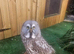 Great grey owl