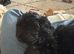 Cockerel puppy female