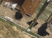 Clutch of frizzle chickens