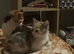 Beautiful kittens