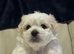 Maltese puppies
