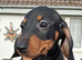Beautiful mini dachshunds
