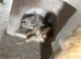 3 cute British short hair x Persian kittens
