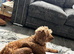 Cockapoo puppies